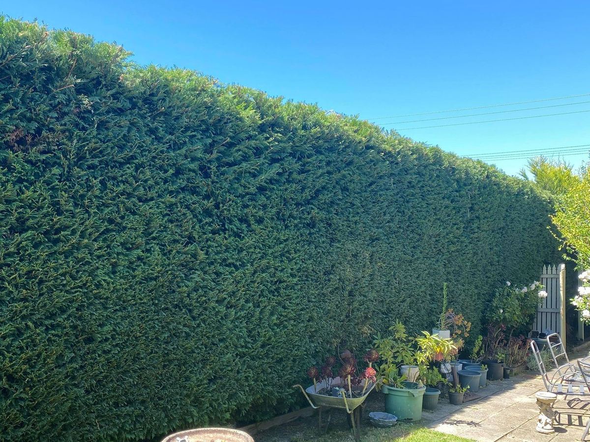 Trimmed hedge