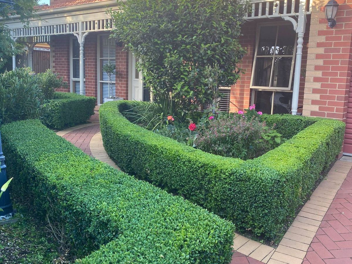 Hedges maintained by Mason's Gardening